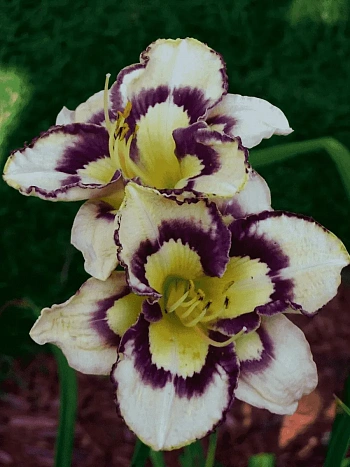 Лилейник Spacecoast Sea Shells