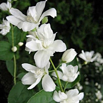 Жасмин садовый Балет Мотыльков