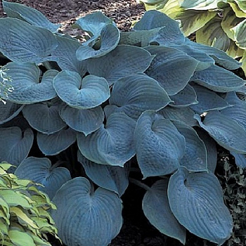 Хоста гибридная Хедспен Блу