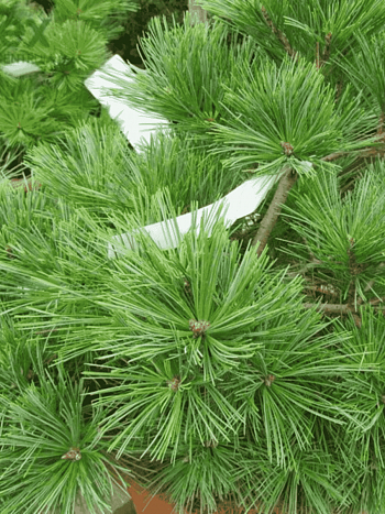 Сосна Веймутова Ontario