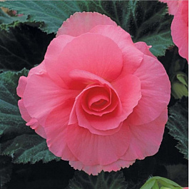 Бегония клубневая Америгибрид Раффлд Роуз