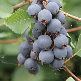 Ирга канадская Amela