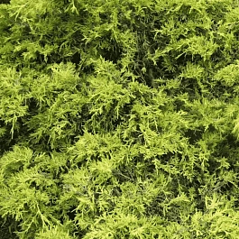 Кипарисовик горохоплодный Plumosa