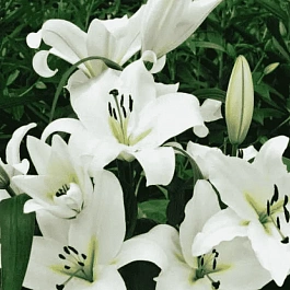 Лилия Roselily Saronno