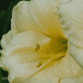 Лилейник Longfields Pearl