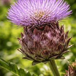 Артишок испанский