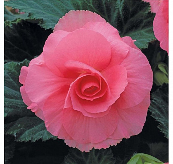 Бегония клубневая Америгибрид Раффлд Роуз