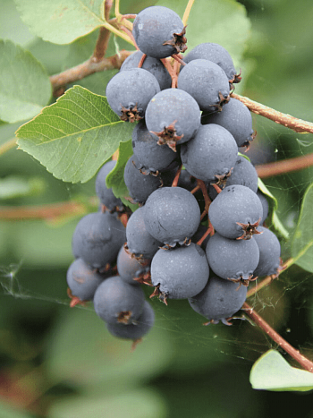 Ирга канадская Amela