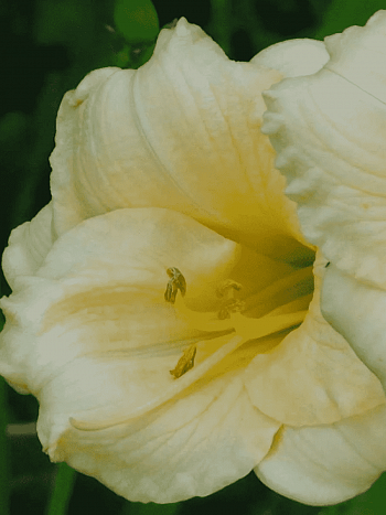 Лилейник Longfields Pearl