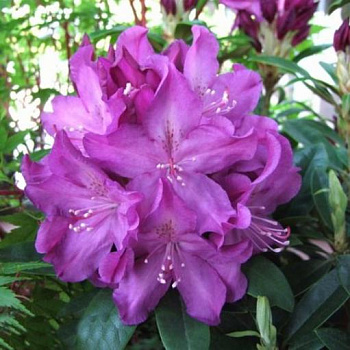Рододендрон гибридный Bolesaw Chrobry Royal Lilac