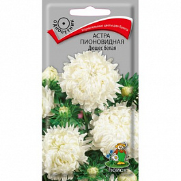 Астра пионовидная Дюшес белая