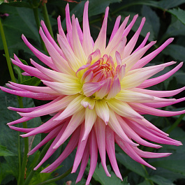 Георгина Кактусовая Боулд Акцент