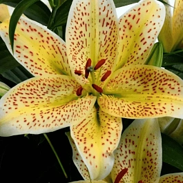 Лилия Tigermoon