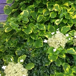 Гортензия плетистая Mirranda