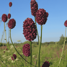 Кровохлебка лекарственная