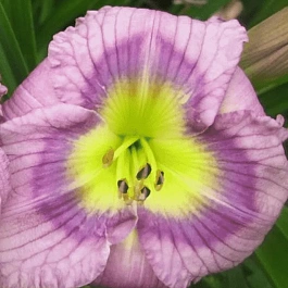 Лилейник Siloam New Toy