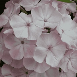 Флокс метельчатый Цвет яблони