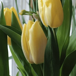 Тюльпан ранний Sunny Prince