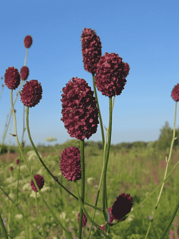 Кровохлебка лекарственная