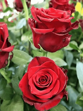 Роза чайно-гибридная Explorer