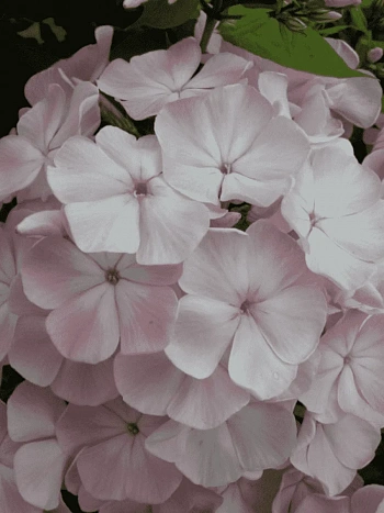 Флокс метельчатый Цвет яблони