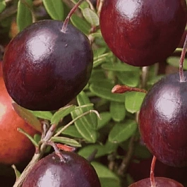 Клюква обыкновенная Early black