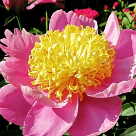 Пион Молочноцветковый Antwerpen