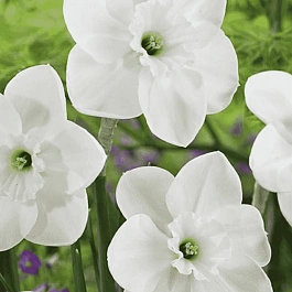 Нарцисс Falmouth Bay