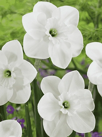 Нарцисс Falmouth Bay