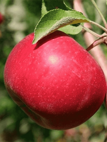 Яблоня Вишневое