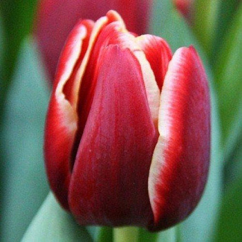 Тюльпан Триумф Армани Тюльпан Триумф Армани