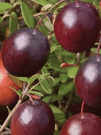 Клюква обыкновенная Early black