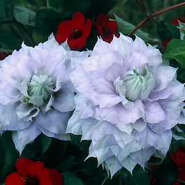 Клематис Chalcedony