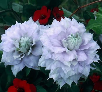 Клематис Chalcedony