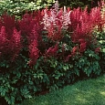 Астильба гибридная Mighty Chocolate Cherry