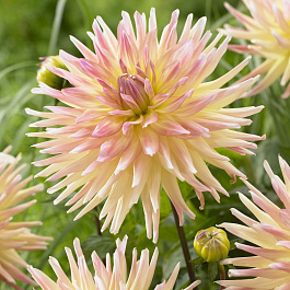 Георгина Полукактусовая Кабана Банана