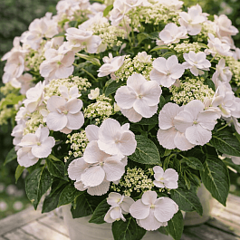 Гортензия пильчатая  Runaway Bride Snow White
