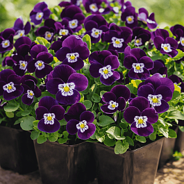 Виола рогатая  Admire Purple White Face