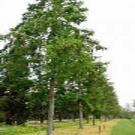 Лиственница Маршлинса