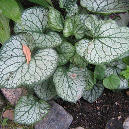 Бруннера крупнолистная Мр.Морс