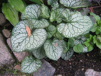 Бруннера крупнолистная Мр.Морс