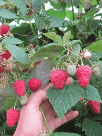 Малина обыкновенная Тадмор