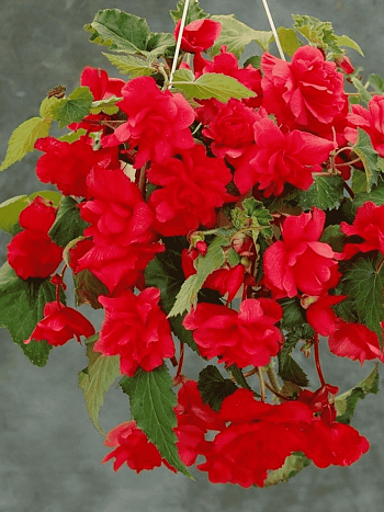 Бегония Pendula Red