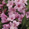 Вейгела цветущая Pink Poppet