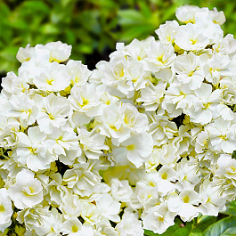 Флокс метельчатый Тиара