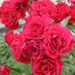 Роза плетистая Симпати Роза плетистая Симпати