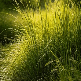 Молиния голубая Overdam