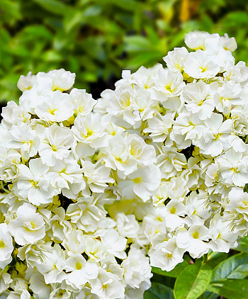 Флокс метельчатый Тиара