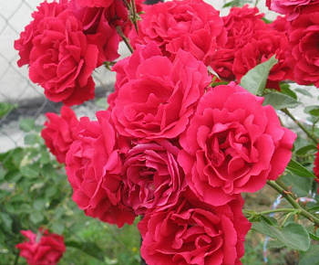 Роза плетистая Симпати Роза плетистая Симпати