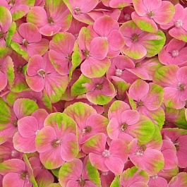 Гортензия крупнолистовая Мэджикал Корал